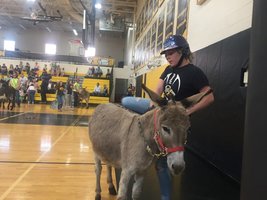Donkey Basketball