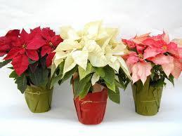 Poinsettia Sale